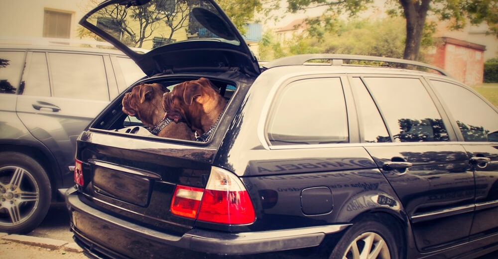Levar cachorro solto no carro dá multa? Saiba como transportar seu pet com segurança
